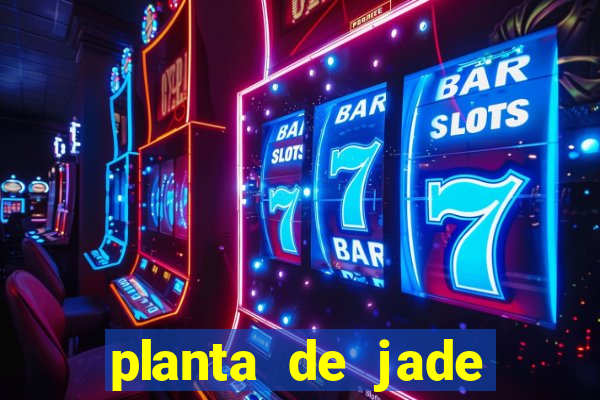 planta de jade significado espiritual